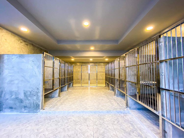 ไซบีเรียนวู้ดลี่โค้ท เกรดพรีเมียม พร้อมใบ รูปที่ 12