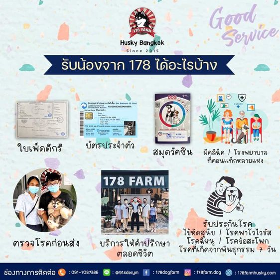 ไซบีเรียนวู้ดลี่โค้ท เกรดพรีเมียม พร้อมใบ รูปที่ 10