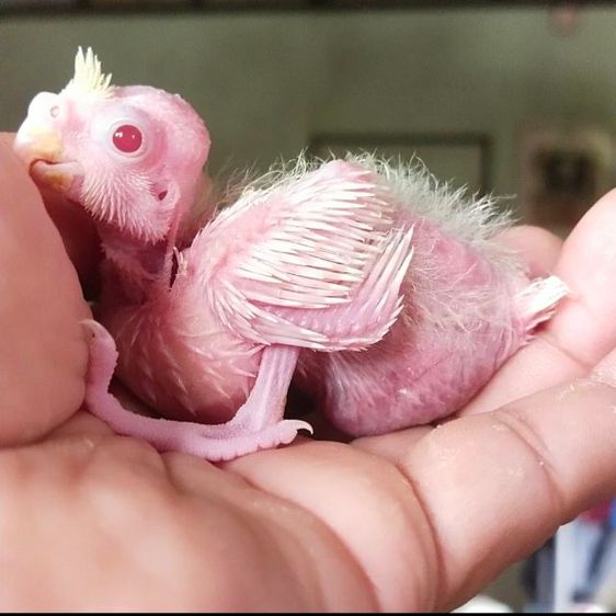 ขายลูกป้อนนกค๊อกคาเทลสีเหลืองเเก้มเเดง รูปที่ 7