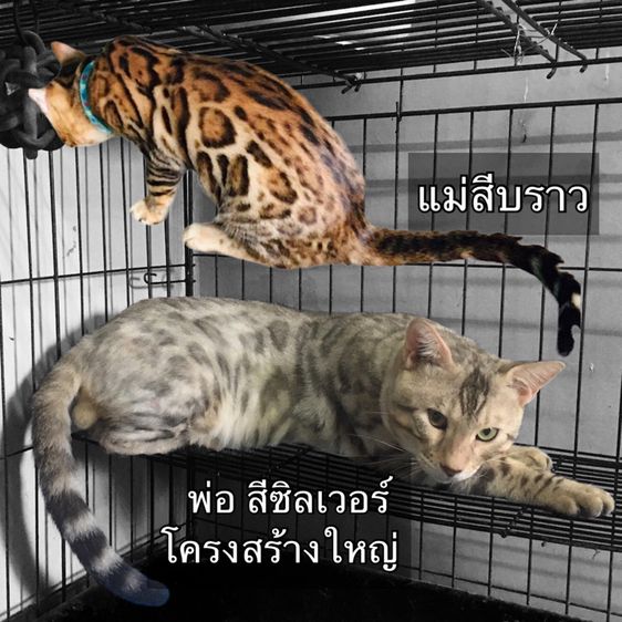 My Image 23
