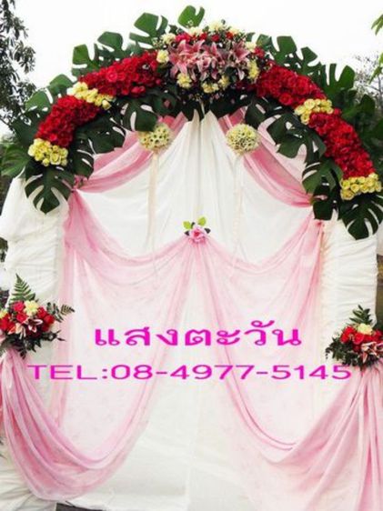 ขายต้นไม้มงคล 100 กระถางดำ เลือกได้ตามสบาย ตามตกลง ร้านแสงตะวัน249 เอื้ออาทร รังสิต คลอง 9 รูปที่ 16