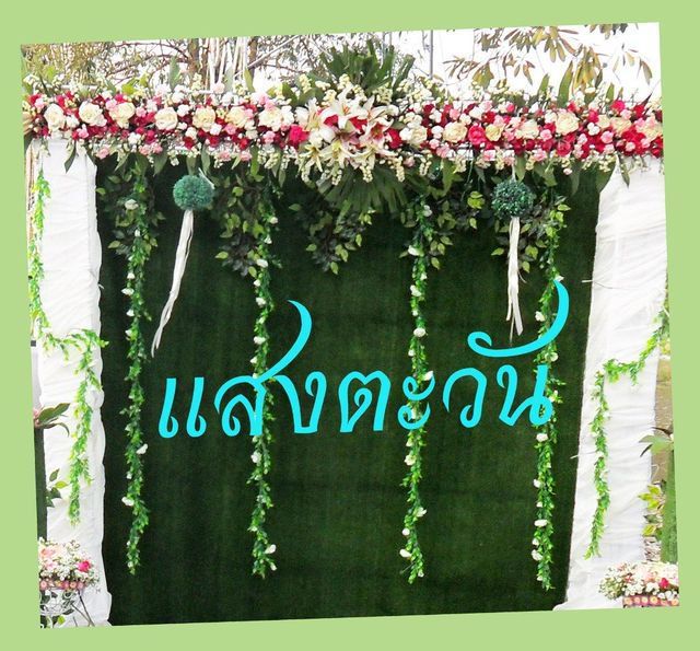 ขายต้นไม้มงคล 100 กระถางดำ เลือกได้ตามสบาย ตามตกลง ร้านแสงตะวัน249 เอื้ออาทร รังสิต คลอง 9 รูปที่ 17