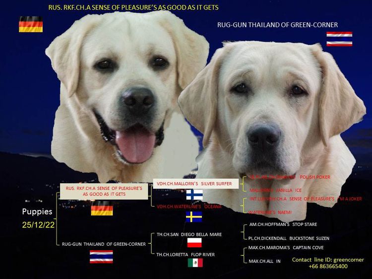 ลูกสุนัขพันธุ์ลาบราดอร์ สีเหลือง บ้านกรีนคอร์เนอร์ Greencorner Labrador  พ่อ TK และ แม่ SHABU คลอดวันคริสมาส 25 ธค 65 รูปที่ 3
