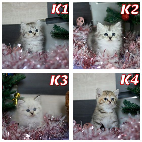 My Image 38