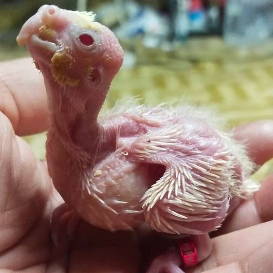 ขายลูกป้อนนกค๊อกคาเทลสีเหลืองเเก้มเเดง รูปที่ 3