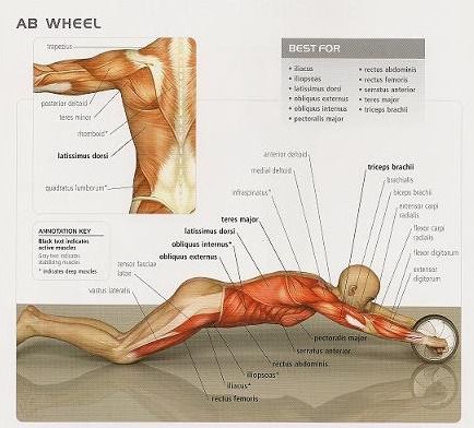 🔥มือ 1 - ล้อคู่ออกกำลังกายกล้ามท้อง Abs wheels แถมแผ่นรองเข่า - ลูกกลิ้งหน้าท้อง abs roller  รูปที่ 9