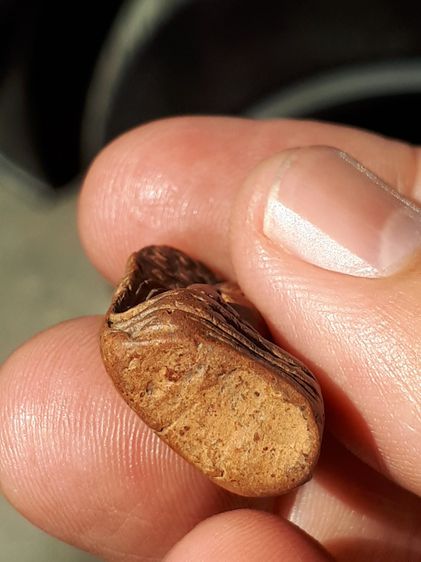 พระคง กรุวัดพระคงฤาษี จังหวัดลำพูน เนื้อดินเผา สีแดงเข้ม พิมพ์ คม ชัด ผิวมัน เดิมๆ พระองค์นี้สภาพสวย สมบูรณ์ เก่ามาก แท้ หายากมาก สุดๆเลย พร รูปที่ 5
