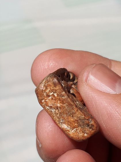 พระซุ้มกอ พิมพ์ใหญ่ ปางมารวิชัย มีลายกนก กรุทุ่งเศรษฐี จ.กำแพงเพชร เนื้อดิน เนื้อเนียนละเอียด มวลสารลอย แห้ง เหี่ยว ยุบย่น สีพิกุล สีซีด พระ รูปที่ 7