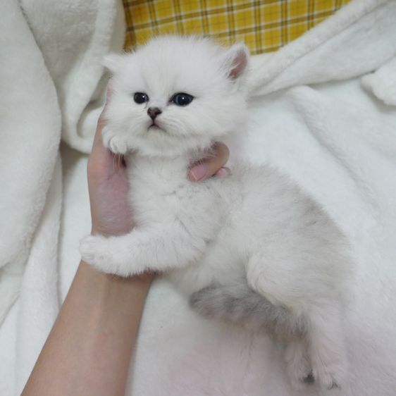 รายการ 97+ ภาพพื้นหลัง แมวเปอร์เซียชินชิล่า คมชัด รายการ 97+ ภาพพื้นหลัง แมวเปอร์เซียชินชิล่า คมชัด