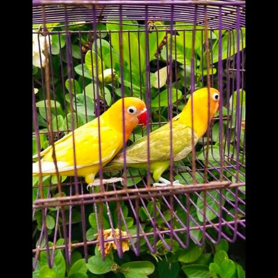ขายนกเลิฟเบิร์ดผู้เมียสีพายกรีนเเละดับเบิ้ลเย่ลโล่..ราคาคู่ละ 800 บาท,..ขายในราคาสะใจ..ขายให้โลกจำ..สะดวกนัดรับได้ที่ชลบุรี รูปที่ 3