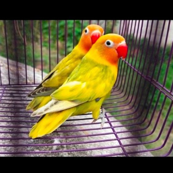 ขายนกเลิฟเบิร์ดผู้เมียสีพายกรีนเเละดับเบิ้ลเย่ลโล่..ราคาคู่ละ 800 บาท,..ขายในราคาสะใจ..ขายให้โลกจำ..สะดวกนัดรับได้ที่ชลบุรี รูปที่ 2