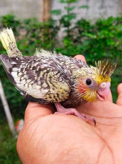 ขายลูกป้อนนกค๊อกคาเทลสีซิลเวอร์พายมุก..สนใจโทร 0929135188 รูปที่ 2