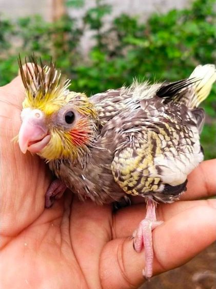 ขายลูกป้อนนกค๊อกคาเทลสีซิลเวอร์พายมุก..สนใจโทร 0929135188 รูปที่ 3