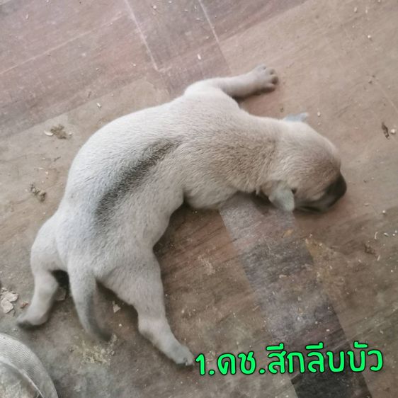 My Image 64