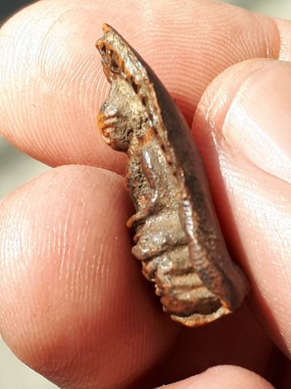 พระรอดมหาวัน พิมพ์ใหญ่ หลังลายนิ้วมือ กรุมหาวัน จ.ลำพูน รุ่นแรก เนื้อดินเผา จัดมาก มีคราบกรุ เนื้อหาเก่า พิมพ์คม รูปทรงสวยงาม คม ชัด สภาพสมบ รูปที่ 3