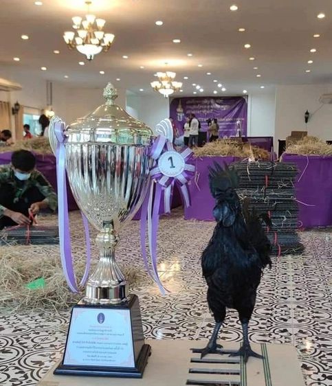 ไข่เชื้อ ไก่ดำอินโดนีเซีย พ่อพันธุ์เป็นแชมป์ ถ้วยพระราชทานสมเด็จพระเทพฯ  รูปที่ 2