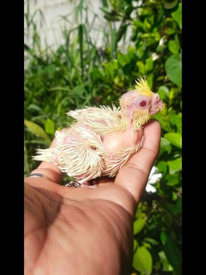 ขายลูกป้อนนกค๊อกคาเทลสีเหลืองเเก้มเเดง รูปที่ 2