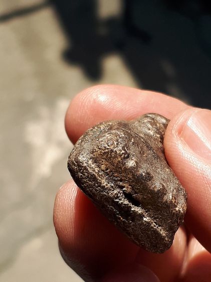 หลวงพ่อทวด เนื้อว่าน วัดช้างให้ ปัตตานี รุ่นแรก ปี 2497 พิมพ์ใหญ่ สภาพสมบูรณ์ สวยงาม ทั้งพิมพ์ทรง เนื้อหามวลสาร ผิวพรรณเป็นธรรมชาติดั้งเดิม  รูปที่ 6