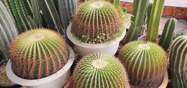 สปริงเกอร์ ระบบรดน้ำอัตโนมัติ ระบบไฟสวน ไฟสนาม  จัดสวน  รูปที่ 8