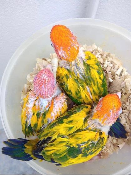 ขาย นกซันคอนัวร์ เลิฟเบิร์ด กรีนชีค ริงเนค ส่งได้ทั่วไทย รูปที่ 4