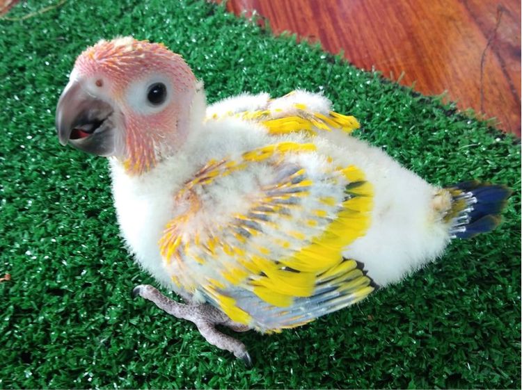 ขาย นกซันคอนัวร์ เลิฟเบิร์ด กรีนชีค ริงเนค ส่งได้ทั่วไทย รูปที่ 2