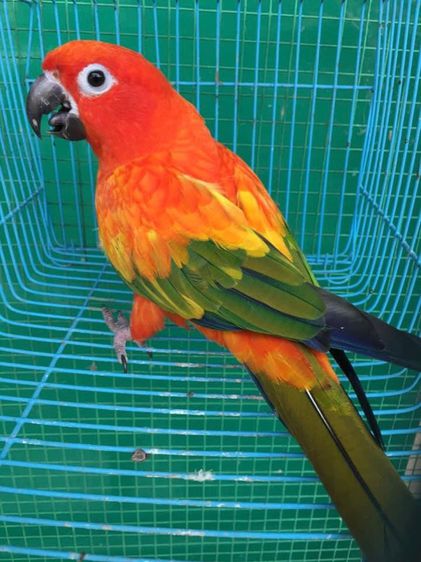 ขาย นกซันคอนัวร์ เลิฟเบิร์ด กรีนชีค ริงเนค ส่งได้ทั่วไทย รูปที่ 3