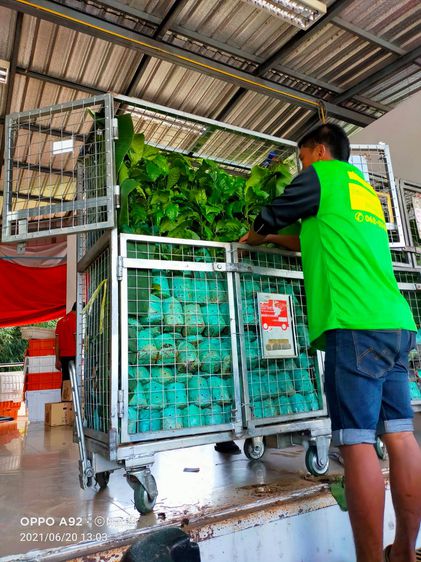 ต้นไม้หอมกฤษณาแท้ ไม้มีมูลค่า น้ำมันเยอะ แก่นดำ สายพันธุ์ดีเพาะเมล็ด พร้อมคู่มือการปลูก  รูปที่ 2