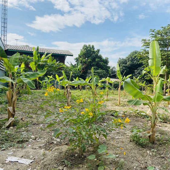 ไม่ใช่ Land reclamation 67 square wa, beautiful plot, next to canal, in rural development area 3, Soi Jintana รูปที่ 2