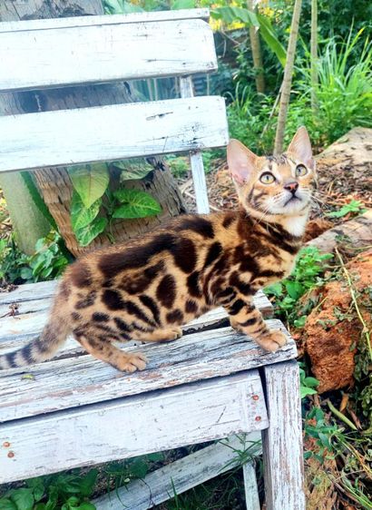 เบงกอล (Bengal House Cat) ลูกแมวเบงกอล เพศเมีย ลายใหญ่ พ่อแม่สีซิลเวอร์