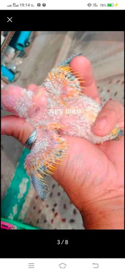 ขายลูกป้อนซันคอนัวร์เพศเมียติดพายเหลืองทัั่งตัว..ราคา4800บาท...สนใจโทร 0929135188 รูปที่ 5