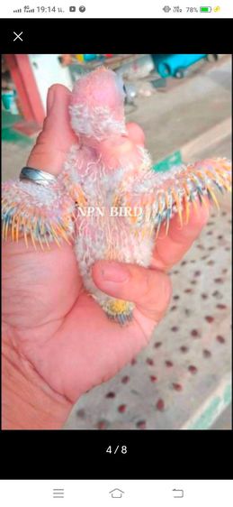 ขายลูกป้อนซันคอนัวร์เพศเมียติดพายเหลืองทัั่งตัว..ราคา4800บาท...สนใจโทร 0929135188 รูปที่ 4