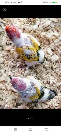 ขายลูกป้อนนกซันคอนัวร์..ราคานี้ขายให้เด็กๆ.อายุ 6-7 ขวบ..ขายให้ช่วงปิดเทอมเดือนเมษายน..ให้เด็กโทรมาคุยเอง..ตอนมารับนกให้พ่อเเม่พามารับนกครับ รูปที่ 2