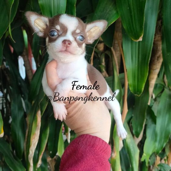 ชิวาวา (Chihuahua) เล็ก ลูกชิวาวาขนสั้น-ยาว