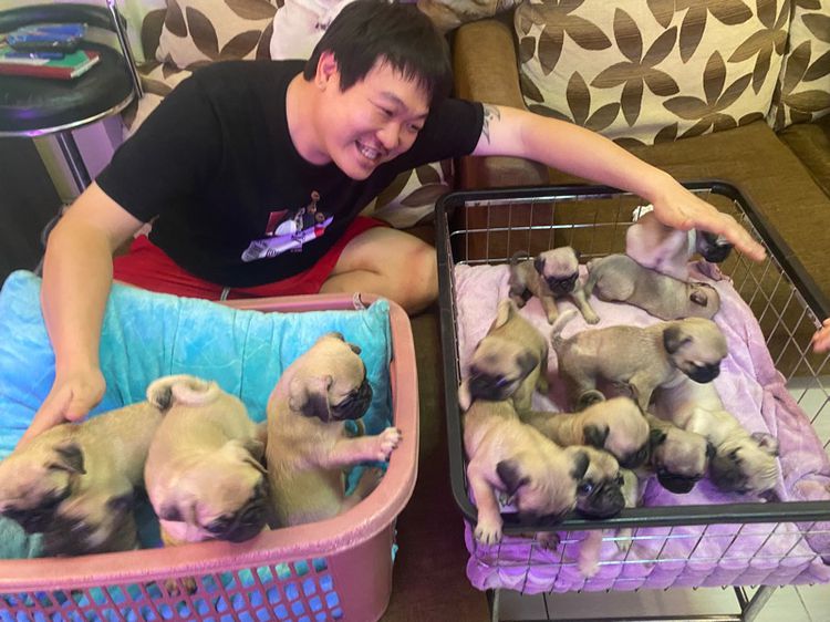 ลูกสุนัขพันธุ์ปั๊ก รูปที่ 4