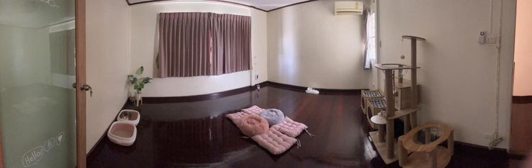 Mongkol Cat Hotel รับฝากเลี้ยง โรงแรมแมวพัฒนาการ  ทองหล่อ เอกมัย พระราม 9 ประเวศ อ่อนนุช อุดมสุข เฉลิมพระเกียรติ กรุงเทพกรีฑา กรุงเทพ รูปที่ 13