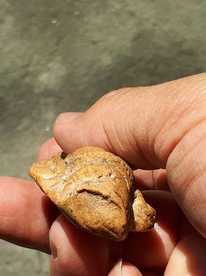 พระนางจามเทวี พิมพ์ใหญ่ เนื้อดินเผา เนื้อละเอียด สกุลลำพูน สวยงามคมชัด มีหน้ามีตา มวลสารเด่นชัด ขนาดใหญ่พอควร องค์พระกว้าง 2 ซม. สูง 6.5 ซม. รูปที่ 5