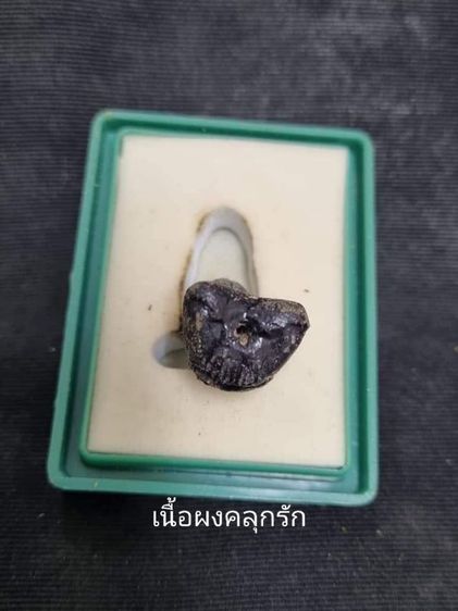 พระปิดตายันต์กลับพญานาคฟ้าลั่น 
หลวงปู่นาค วัดหนองโป่ง จ.ราชบุรี​ รูปที่ 3