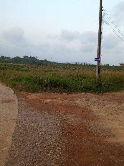 ขายที่ดิน 4 ไร่ 3 งาน 79 ตร.ว. ซอยเขาขวางใกล้วัดมุจลิน ห่างจากถนนสาย 41 ประมาณ 2 กิโลเมตร รูปที่ 2