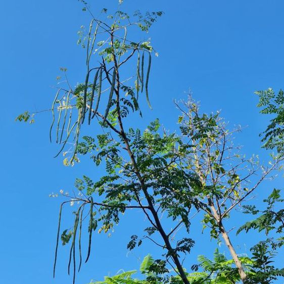 ขายต้นมะรุม รูปที่ 2