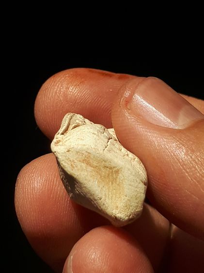 พระคง กรุวัดพระคงฤาษี จังหวัดลำพูน เนื้อดินเผา สีขาว พิมพ์ คม ชัด ผิวมัน เดิมๆ เนื้อหาเก่า สภาพสมบูรณ์ ผิวเดิม ขึ้นฝ้าขาว ฟอร์มสวย เก่า 1,30 รูปที่ 11