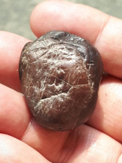 ตับเหล็ก หรือ ตับทองแดง ขนาดกำลังสวย ผิวเนียน สีดำอมน้ำตาล รูปทรงค่อนข้างกลมแบน สวยงาม มีน้ำหนัก ของแท้ต้อง รูปที่ 7