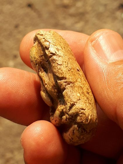 พระปิดตา หลังอูม ขนาดใหญ่ ยุคต้นๆ เนื้อผง มีมวลสาร เนื้อขาว เรียบ เนียน มีคราบไข เนื้อพระ แตก ราน แห้ง จัดจ้าน สวย เก่า แท้ ไม่รู้ที่ พุทธคุ รูปที่ 3