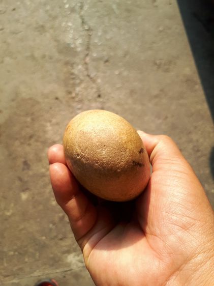 คตฟัก สีขาวอมเทา รูปทรงรีมน ขนาดใหญ่ ประมาณ 5 นิ้ว ผิว 2 สีเป็นไปตามธรรมชาติ แห้ง เหี่ยว ยุบย่น มีน้ำหนักมาก แข็ง สภาพสมบูรณ์ สวยงาม เก่า แท รูปที่ 9