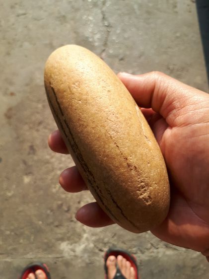 คตฟัก สีขาวอมเทา รูปทรงรีมน ขนาดใหญ่ ประมาณ 5 นิ้ว ผิว 2 สีเป็นไปตามธรรมชาติ แห้ง เหี่ยว ยุบย่น มีน้ำหนักมาก แข็ง สภาพสมบูรณ์ สวยงาม เก่า แท รูปที่ 6