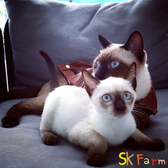 ซื้อ ขาย แมว วิเชียรมาศ (Siamese Cat) ออนไลน์ ราคาถูก | Kaidee