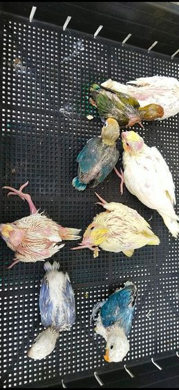 ขายลูกป้อนนกค๊อกคาเทลสีเหลืองเเก้มเเดง รูปที่ 3