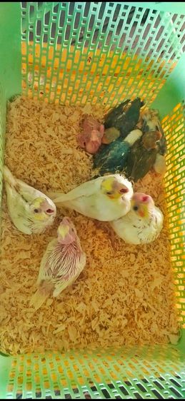 ขายลูกป้อนนกค๊อกคาเทลสีเหลืองเเก้มเเดง.โทร0929135188 รูปที่ 2