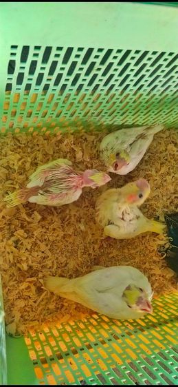 ขายลูกป้อนนกค๊อกคาเทลสีเหลืองเเก้มเเดง.โทร0929135188 รูปที่ 4