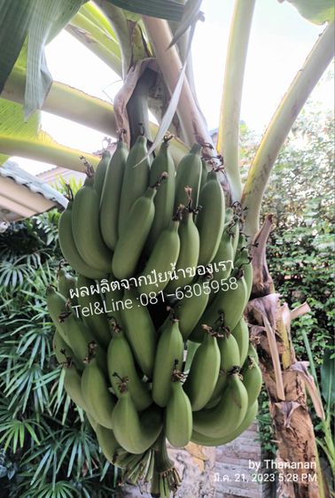 หัวเชื้อน้ำหมักมูลวัวผลไม้รวม ผสมไตรโคเดอร์ม่า รูปที่ 6