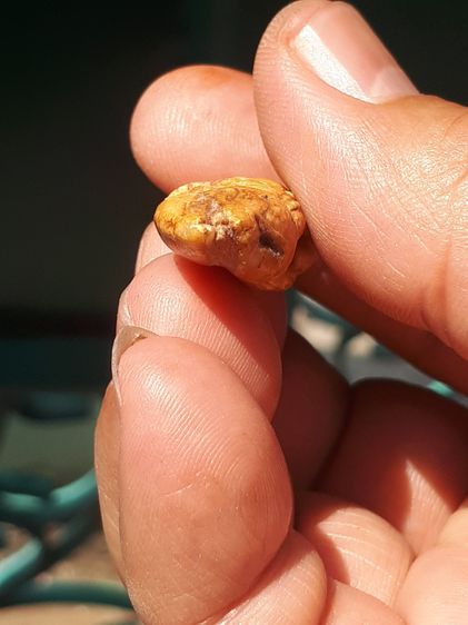 พระพิฆเนศ ปี 24xx ขนาด 4 ซม.กำลังสวย สีน้ำผึ้ง ฉ่ำ มีน้ำหนัก งานศิลปะ Hand Made โบราณ เก่า แกะสวย สมบูรณ์ แปลก แท้ หายาก พระพิฆเนศองค์นี้ มี รูปที่ 6